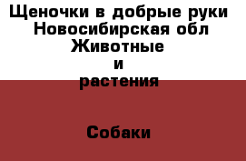 Щеночки в добрые руки - Новосибирская обл. Животные и растения » Собаки   